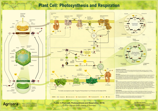 Photosynthesis and respiration educational poster of Agrisera